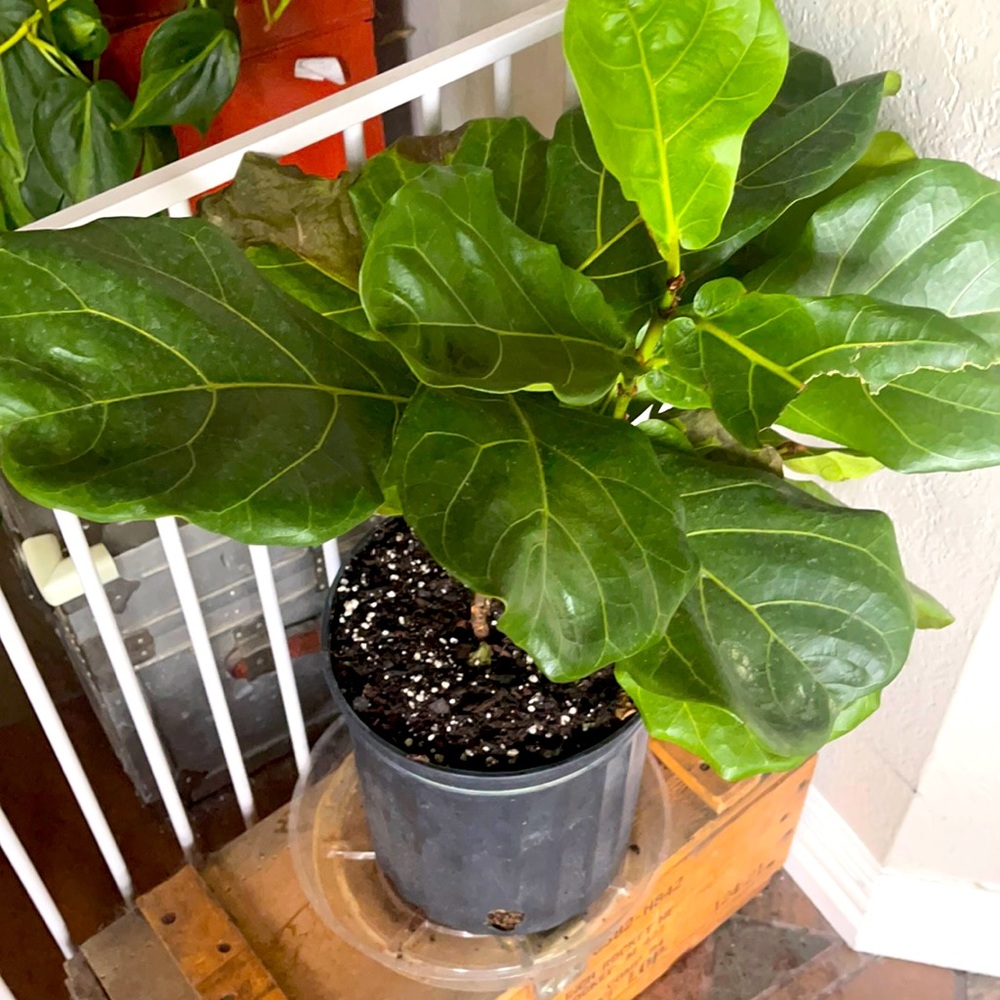 Meet your Posher, Julie